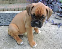 "Sarge" AKC, a male Boxer for sale in Chesnee, SC – 6 of 10