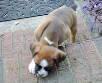"Banjo" AKC, a male Boxer for sale in Chesnee, SC – 7 of 10