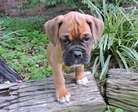 "Sarge" AKC, a male Boxer for sale in Chesnee, SC – 1 of 10