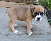 "Adora" AKC, a female Boxer for sale in Chesnee, SC – 5 of 10