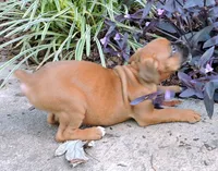 "Luna" AKC, a female Boxer for sale in Chesnee, SC – 3 of 10