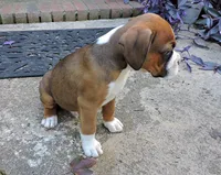 "Hank" AKC, a male Boxer for sale in Chesnee, SC – 10 of 10
