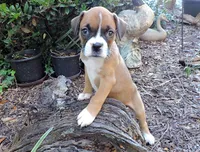 "Adora" AKC, a female Boxer for sale in Chesnee, SC – 10 of 10