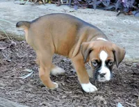 "Banjo" AKC, a male Boxer for sale in Chesnee, SC – 3 of 10