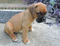 "Sarge" AKC, a male Boxer for sale in Chesnee, SC – 7 of 10
