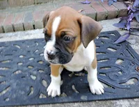 "Cracker Jack" AKC, a male Boxer for sale in Chesnee, SC – 5 of 10