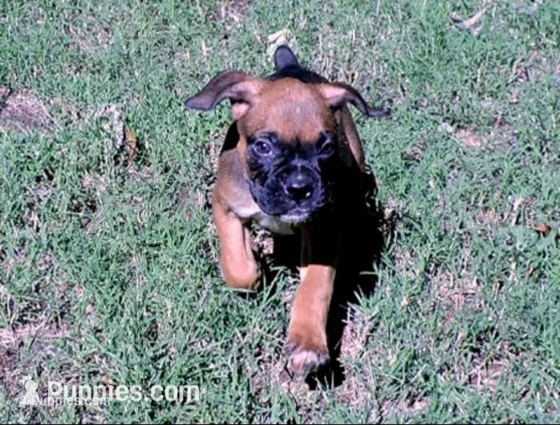 Dozer – Boxer puppy for sale in Chesnee, SC