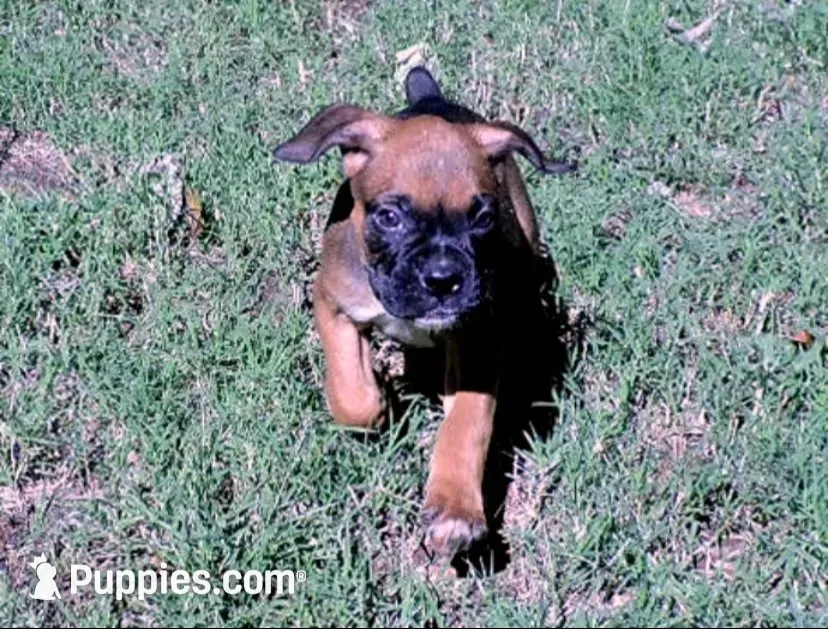 "Dozer" AKC, a male Boxer for sale in Chesnee, SC – 1 of 10