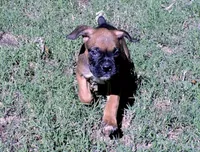 Dozer, a male Boxer for sale in Chesnee, SC – 5 of 10
