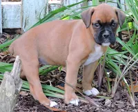 "Lexi" AKC, a female Boxer for sale in Chesnee, SC – 9 of 10