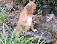 "Lexi" AKC, a female Boxer for sale in Chesnee, SC – 8 of 10