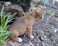 "Adora" AKC, a female Boxer for sale in Chesnee, SC – 8 of 10