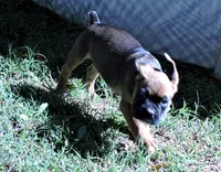 Dozer, a male Boxer for sale in Chesnee, SC – 3 of 10