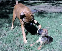 Dozer, a male Boxer for sale in Chesnee, SC – 1 of 10
