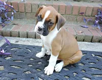 "Cracker Jack" AKC, a male Boxer for sale in Chesnee, SC – 9 of 10