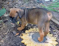 "Atlas" AKC, a male Boxer for sale in Chesnee, SC – 7 of 10