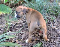"Adora" AKC, a female Boxer for sale in Chesnee, SC – 6 of 10