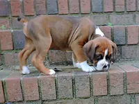 "Hank" AKC, a male Boxer for sale in Chesnee, SC – 6 of 10