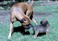 Dozer, a male Boxer for sale in Chesnee, SC – 2 of 10