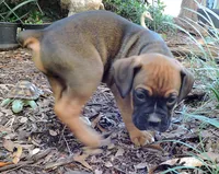 "Atlas" AKC, a male Boxer for sale in Chesnee, SC – 3 of 10