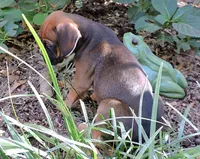 "Atlas" AKC, a male Boxer for sale in Chesnee, SC – 6 of 10
