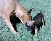 Dozer, a male Boxer for sale in Chesnee, SC – 4 of 10