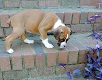 "Cracker Jack" AKC, a male Boxer for sale in Chesnee, SC – 2 of 10