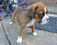 "Hank" AKC, a male Boxer for sale in Chesnee, SC – 9 of 10