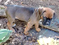 "Atlas" AKC, a male Boxer for sale in Chesnee, SC – 8 of 10