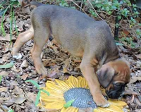 "Atlas" AKC, a male Boxer for sale in Chesnee, SC – 9 of 10