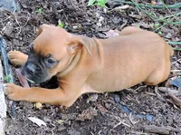 "Luna" AKC, a female Boxer for sale in Chesnee, SC – 6 of 10