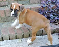 "Cracker Jack" AKC, a male Boxer for sale in Chesnee, SC – 3 of 10