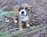 "Adora" AKC, a female Boxer for sale in Chesnee, SC – 9 of 10