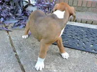 "Hank" AKC, a male Boxer for sale in Chesnee, SC – 5 of 10