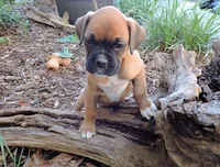 "Lexi" AKC, a female Boxer for sale in Chesnee, SC – 3 of 10