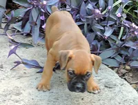 "Luna" AKC, a female Boxer for sale in Chesnee, SC – 2 of 10