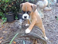"Adora" AKC, a female Boxer for sale in Chesnee, SC – 2 of 10
