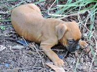 "Luna" AKC, a female Boxer for sale in Chesnee, SC – 10 of 10