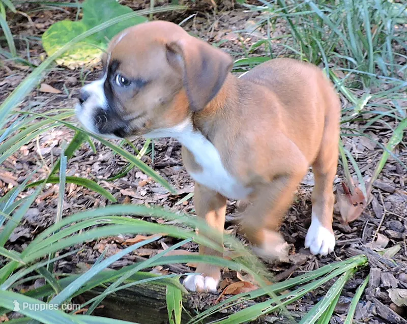 "Adora" AKC – Boxer puppy for sale in Chesnee, SC