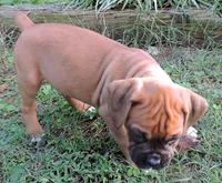 "Sarge" AKC, a male Boxer for sale in Chesnee, SC – 8 of 10