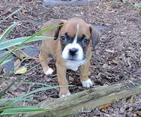 "Adora" AKC, a female Boxer for sale in Chesnee, SC – 4 of 10
