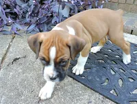 "Cracker Jack" AKC, a male Boxer for sale in Chesnee, SC – 7 of 10