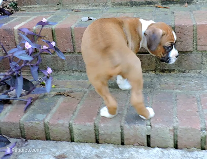 "Cracker Jack" AKC – Boxer puppy for sale in Chesnee, SC
