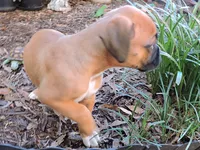 "Lexi" AKC, a female Boxer for sale in Chesnee, SC – 7 of 10