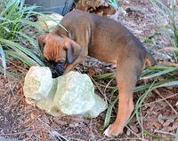 "Atlas" AKC, a male Boxer for sale in Chesnee, SC – 4 of 10