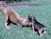 Dozer, a male Boxer for sale in Chesnee, SC – 6 of 10