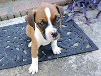 "Cracker Jack" AKC, a male Boxer for sale in Chesnee, SC – 4 of 10