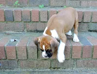 "Cracker Jack" AKC, a male Boxer for sale in Chesnee, SC – 10 of 10
