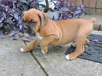 "Sarge" AKC, a male Boxer for sale in Chesnee, SC – 3 of 10