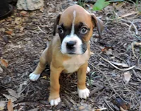 "Adora" AKC, a female Boxer for sale in Chesnee, SC – 7 of 10